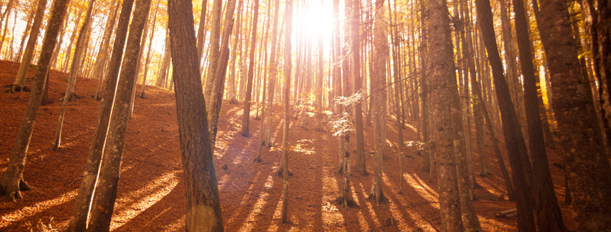 Vermont Maple Syrup Farms