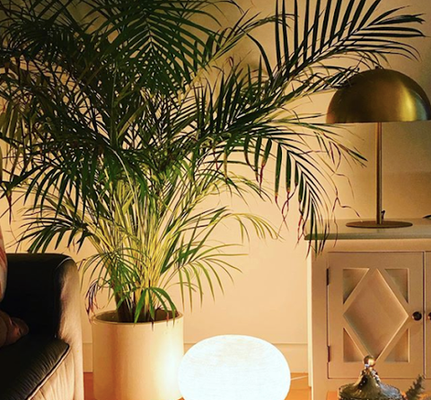 Floor lamp under plant