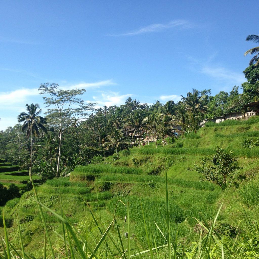 Tegalalang Rice Terraces 