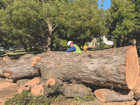 Highland Park Monarch Pecan harvest