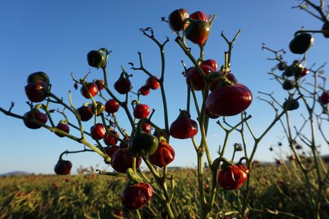 Bola Americana peppers