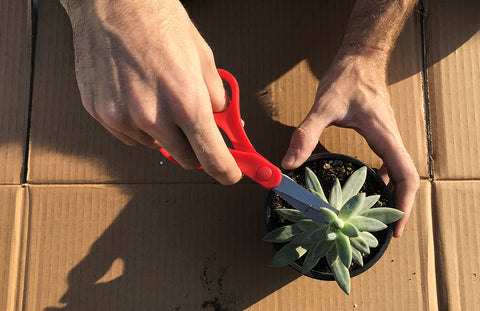 Como cortar tus plantas suculentas para propagar