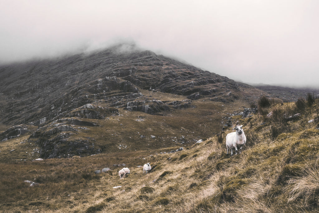 Sheep on a misty mountain