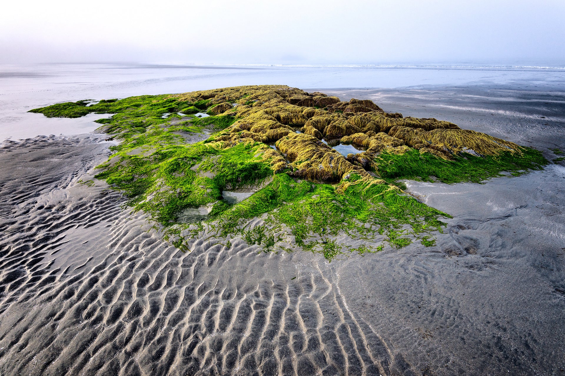 lush green vegetation on the beach