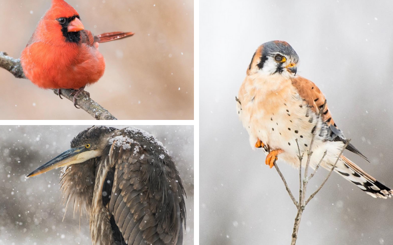 winter bird photography