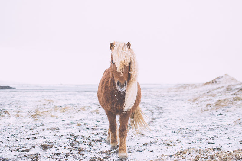 Icelandic horse in Iceland