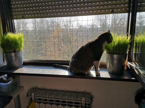 cat grass 