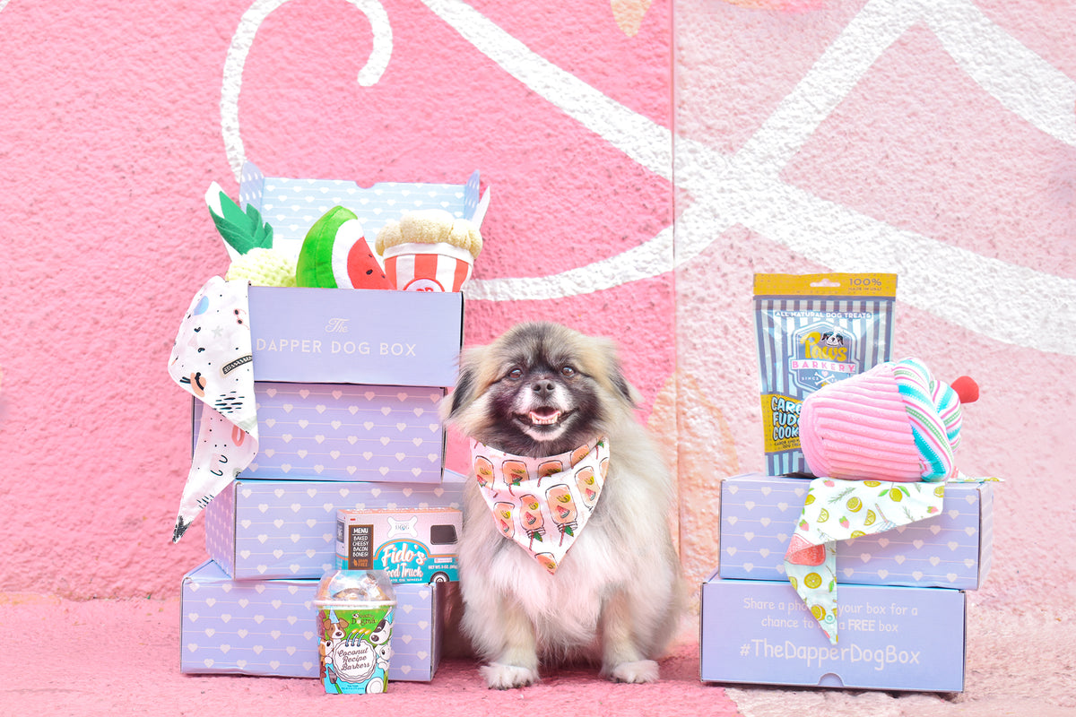 small pet subscription box