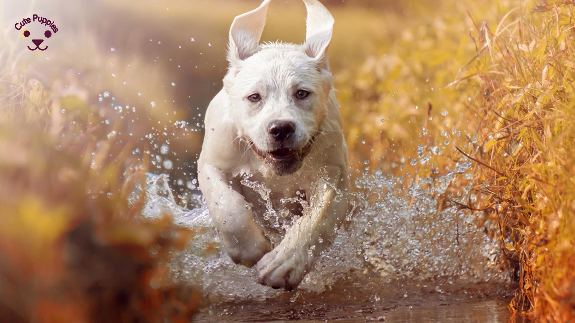 Any Dogs Are in Risk For those Heart Diseases