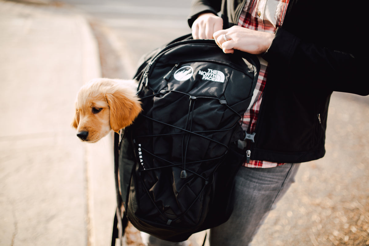 north face fall line backpack