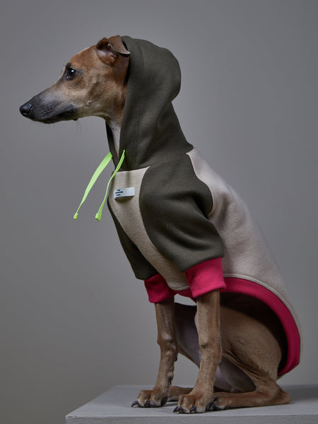 greyhound in hoodie