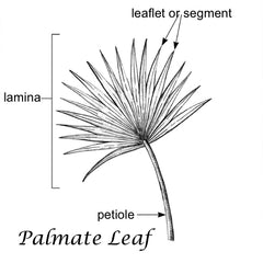 fan palm leaf parts