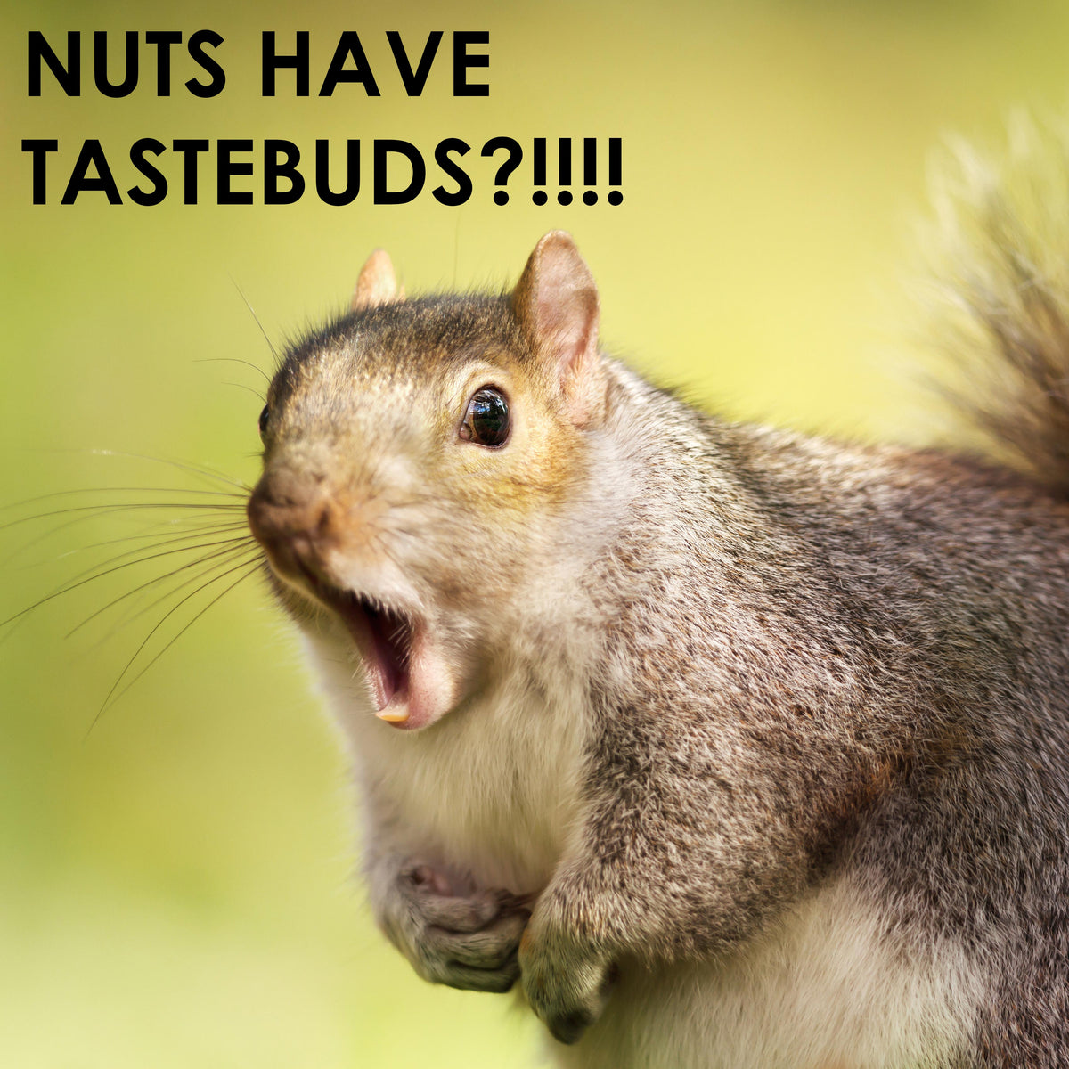 testicles-can-taste-testicuzzi