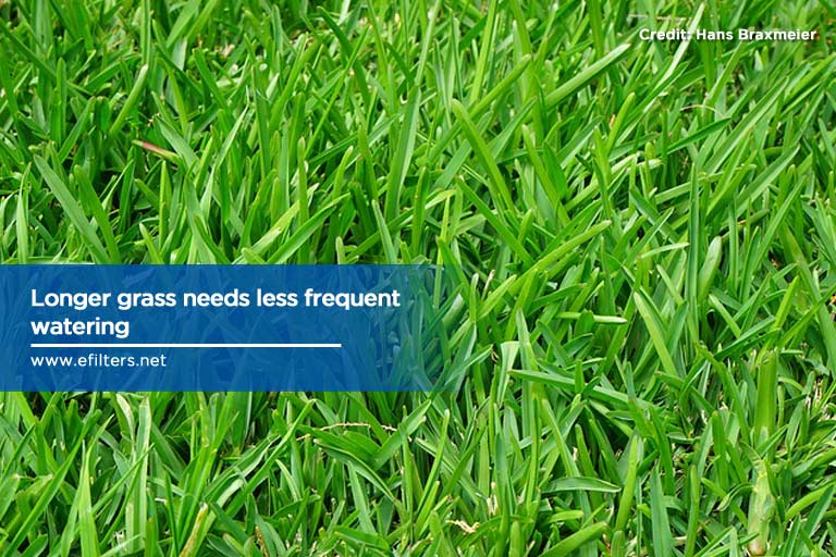 Longer grass needs less frequent watering