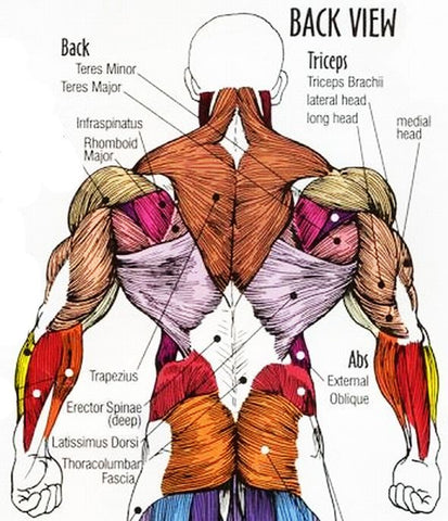 <img src="Anatomy_of_Back.png" alt="Anatomy Of Back Muscles">