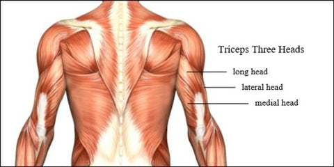 <img src="tricepsdiagram.png" alt="Triceps Muscle Diagram">
