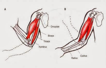 <img src="tricepmovement.png" alt="Best Tricep Workout">