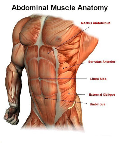 <img src="AbsDiagram.png" alt="Ab Muscle Diagram">