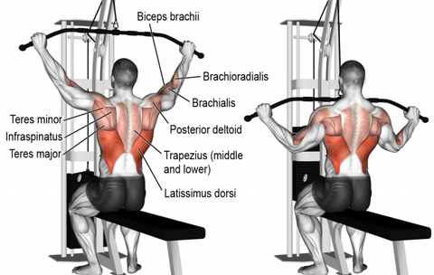 <img src="Latpulldown.png" alt="Lat Pull Down Back Exercise">