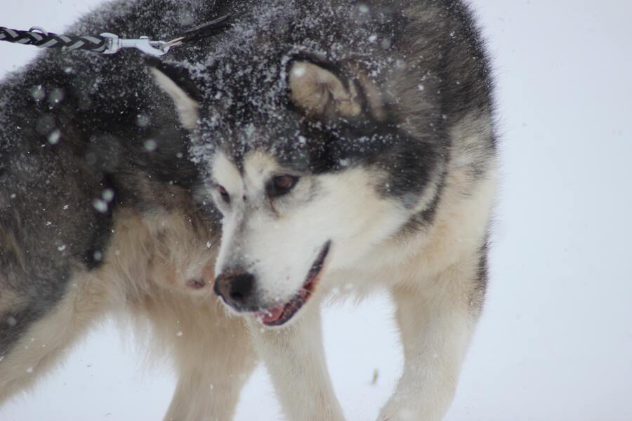 malamute wolf dogs