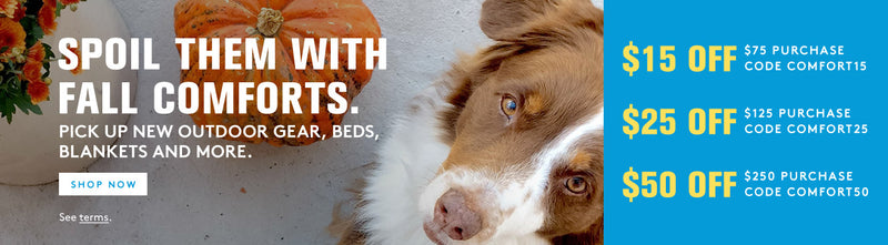A reddish and white long haired dog looking up with pumpkins around him. Spoil them this fall with comforts. Pick up new outdoor gear, beds, blankets and more, shop now. Spend $75, get $15 off, Spend $125 get $25 off, or spend $250 and get $50 off