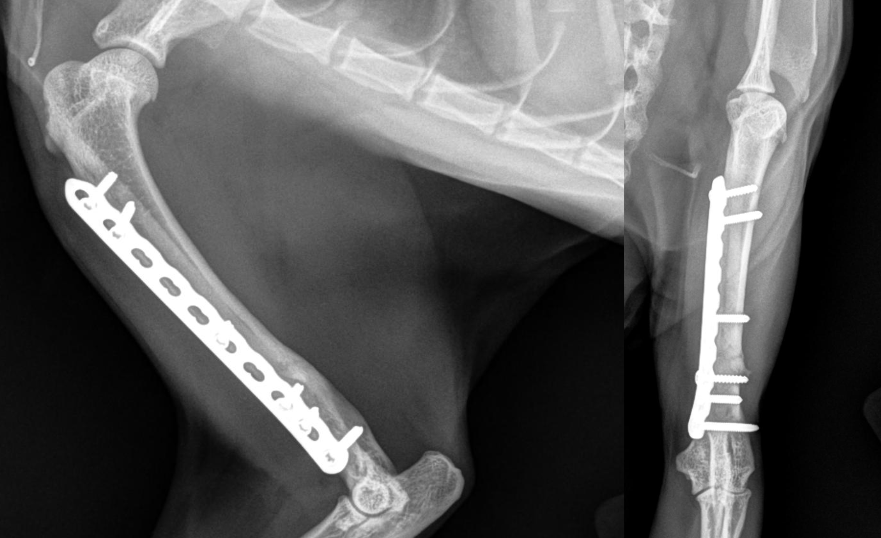 Healed IMPeek plate rod in cat humerus fracture