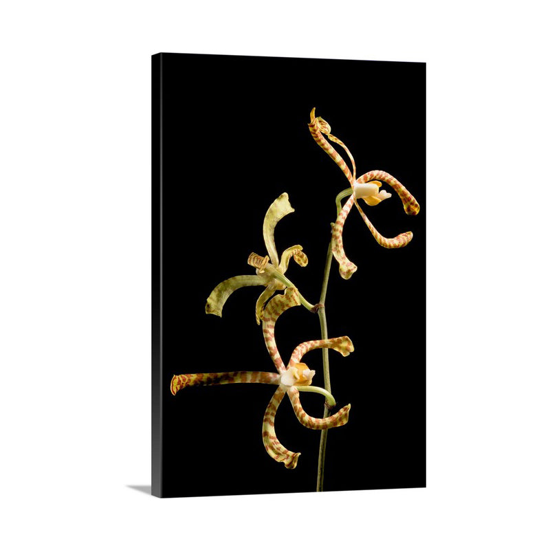 Canvas print of Flower of an Orchid by Yuri A Jones