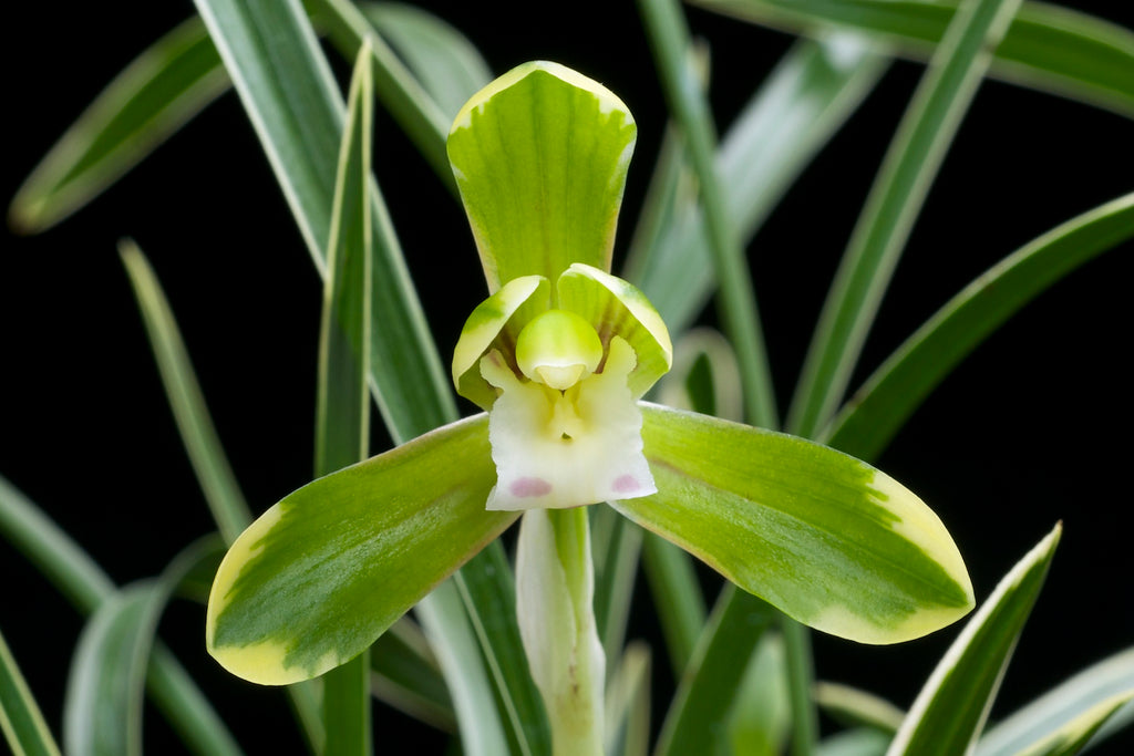 Image of Chinese Lan Flower, , important incense ingredient in China before Tang dynasty