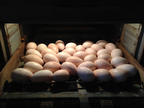 turkey eggs in incubator