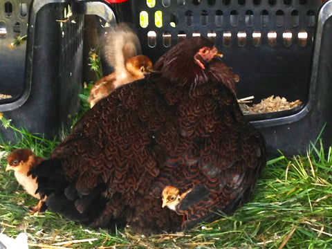 Partridge Chantecler hen with chicks