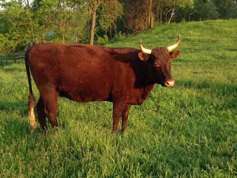 Red Zephyr - Milking Devon Cow