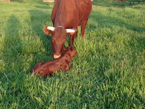 Red Poppy - Milking Devon Cow and Calf