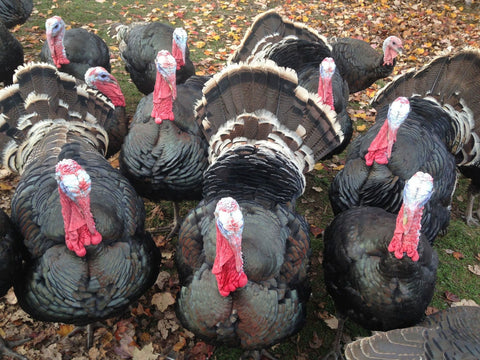 young standard bronze turkey toms