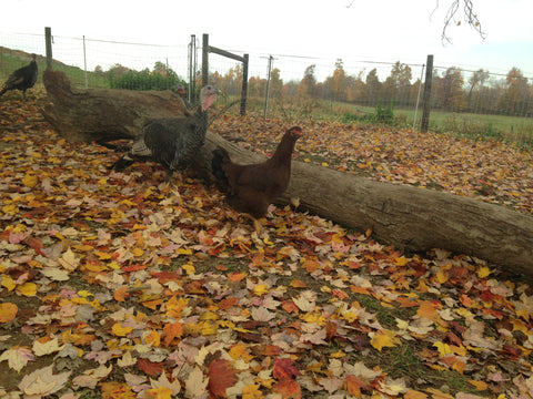 Partridge Chantecler pullet