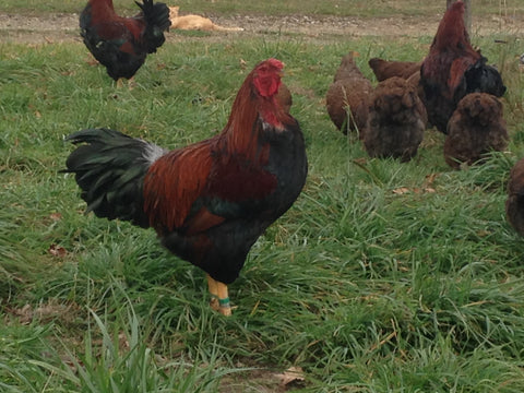 Partridge Chantecler male shape