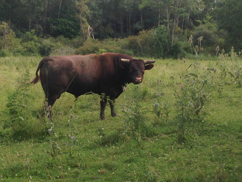 Milking Devon Bull - Auburn Meadow Sprocket