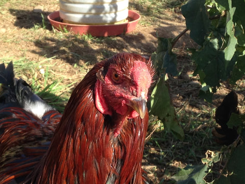 Partridge Chantecler male comb