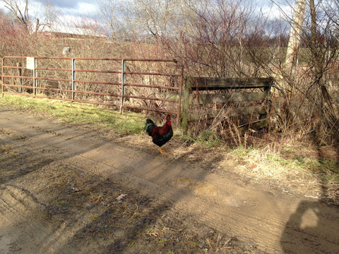 Partridge Chantecler male