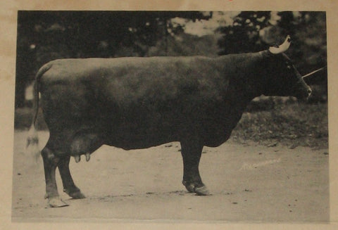 Stratton Sally 8th - Milking Devon Cow