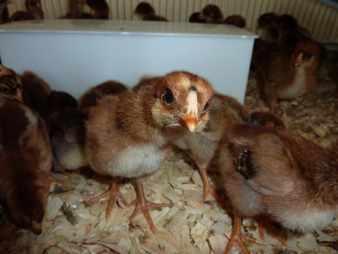 Partridge Chantecler chicks