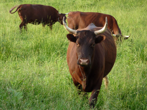 Latigo Rose of Higher View Farm - Milking Devon Cow 