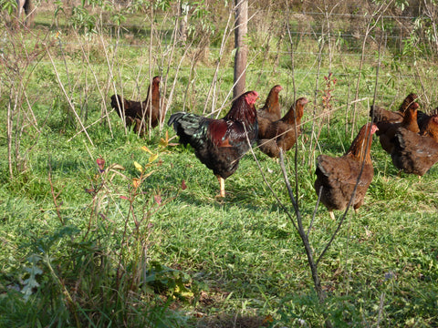 Partridge Chantecler