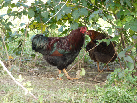 Partridge Chantecler