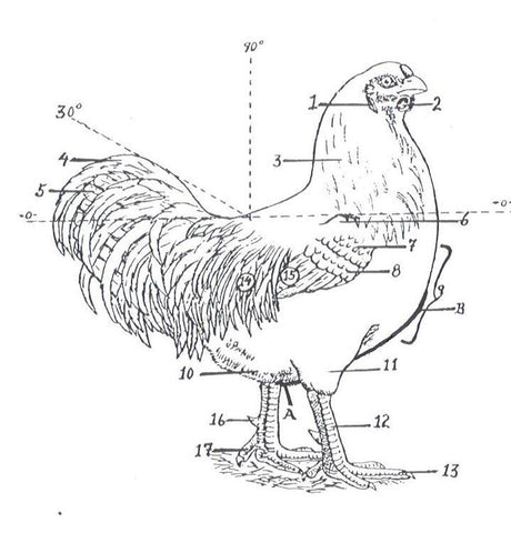 Chantecler male shape