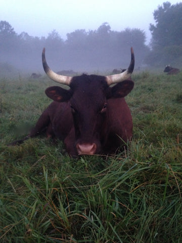 Milking Devon Cow in the mist - Red Poppy