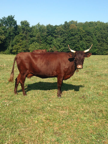 Milking Devon Cow