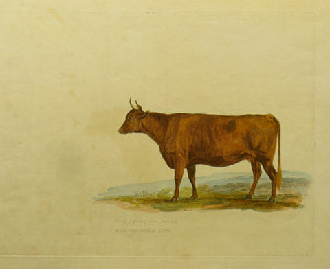 Garrard Devonshire cow circa 1799