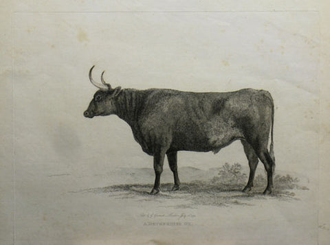 Garrard Devonshire Ox 1799