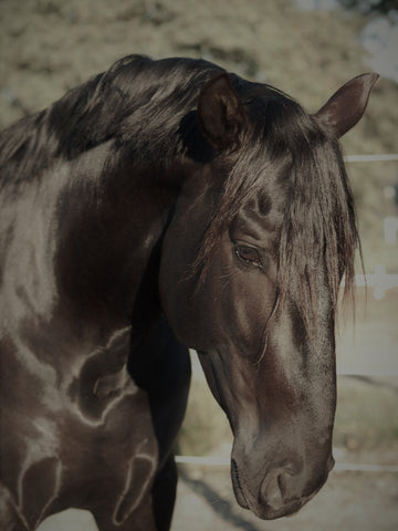 Bec's PRE stallion, Ebano