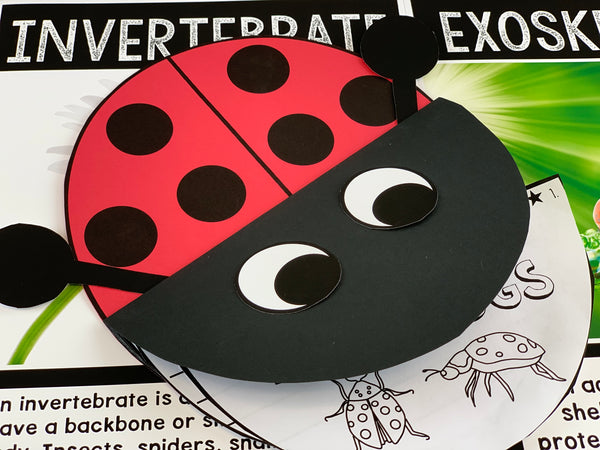 Ladybug Activities for Kids